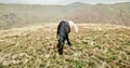 Two Fell ponies grazing in a golden grassy meadow.