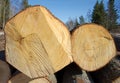 Two felled tree trunks Royalty Free Stock Photo