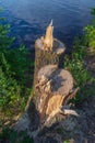 Two felled trees on the banks of the city river on a sunny July evening Royalty Free Stock Photo
