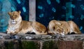 Two Female African Lions Resting on a Ledge 1