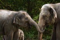 Two female asian elephants having fun Royalty Free Stock Photo