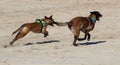 Dogs running on the beach Royalty Free Stock Photo