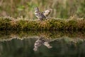 Two Female Chaffinch Birds Intersecting, Reflected on Water Royalty Free Stock Photo