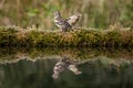 Two Female Chaffinch Birds Intersecting, Reflected on Water