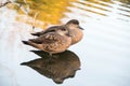 Two female chestnut teal ducks in shallow water in a zoo in England, UK