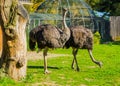 Two female common ostriches standing in the grass and one looking towards the camera