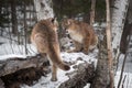 Two Female Cougars Puma concolor on Log