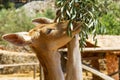 Two female deer eat leaves olive branch