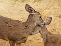 Two female deer help groom each other Royalty Free Stock Photo