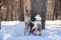 Two female dogs of rare breeds Kangal Turkish and Yakutian Laika pose near a wooden totem in the park Royalty Free Stock Photo