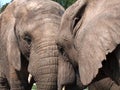 Two female elephant cows