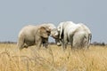 Two female elephants embrace Royalty Free Stock Photo