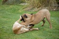 Two female of Fila Brasileiro (Brazilian Mastiff) Royalty Free Stock Photo