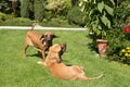 Two female of Fila Brasileiro (Brazilian Mastiff) Royalty Free Stock Photo