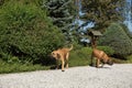 Two female of Fila Brasileiro (Brazilian Mastiff) Royalty Free Stock Photo