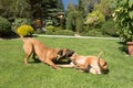 Two female of Fila Brasileiro (Brazilian Mastiff) Royalty Free Stock Photo