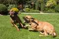 Two female of Fila Brasileiro (Brazilian Mastiff) Royalty Free Stock Photo