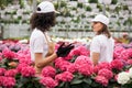Two female florists cultivating flowers at greenhouse Royalty Free Stock Photo