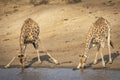 Two thirsty female giraffe standing at the edge of river drinking water in Kruger Park South Africa Royalty Free Stock Photo