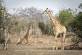 Two female giraffe in Kruger Park in South Africa Royalty Free Stock Photo