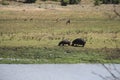 Two female hippos grazing by the water in the bush, Kruger NP, South Africa