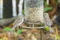 Two female House Sparrows feeding on seeds at a bird feeder Royalty Free Stock Photo