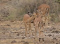 Two female impalas building societal bonds through grooming and cleaning each other`s backs in the wild, Kenya