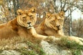 Two Female Lion Royalty Free Stock Photo