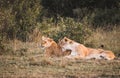 Two female lion cleaning another female in the african savannah Royalty Free Stock Photo