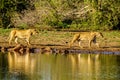 Two Female Lion going to drink at sunrise at the Nkaya Pan Watering Hole in Kruger National Park Royalty Free Stock Photo