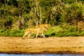 Two Female Lion going to drink at sunrise at the Nkaya Pan Watering Hole in Kruger National Park Royalty Free Stock Photo