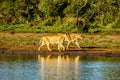 Two Female Lion going to drink at sunrise at the Nkaya Pan Watering Hole in Kruger National Park Royalty Free Stock Photo