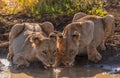 Two female lions drink together Royalty Free Stock Photo