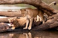 Two Female Lions feeding of Hippo carcass