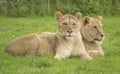 Two female lions Royalty Free Stock Photo