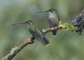 Two female Magnificent hummingbird Eugenes fulgens, Costa Rica Royalty Free Stock Photo