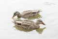 Two female mallard ducks (Anas Platyrhynchos) swimming in a pond Royalty Free Stock Photo