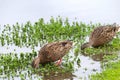 Two female mallard ducks eating in shallow marsh water Royalty Free Stock Photo