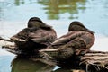 Two female Mallard ducks Royalty Free Stock Photo