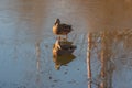 Two female mallard ducks on ice Royalty Free Stock Photo