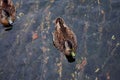 Two female mallard ducks in Lake Rotoroa, New Zealand Royalty Free Stock Photo