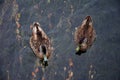 Two female mallard ducks in Lake Rotoroa, New Zealand Royalty Free Stock Photo
