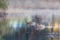 Two female mallard ducks in the lake searching to eat Royalty Free Stock Photo