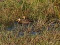 Two Female Mallard Ducks in the Marsh Royalty Free Stock Photo