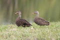 Two Female Mallard Ducks Royalty Free Stock Photo