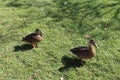 Two female Mallard Ducks standing in the grass on a sunny day Royalty Free Stock Photo