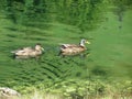 Two female mallard ducks on the water swimming in a mountain lake Royalty Free Stock Photo