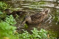 Two female mallard ducks in the clear water Royalty Free Stock Photo