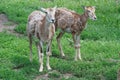 Two female mouflon in the summer