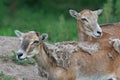Two female mouflon